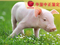 辽宁猪做动物亲子鉴定